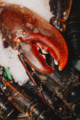 LAURA NENZ — Photography & Visual Storytelling